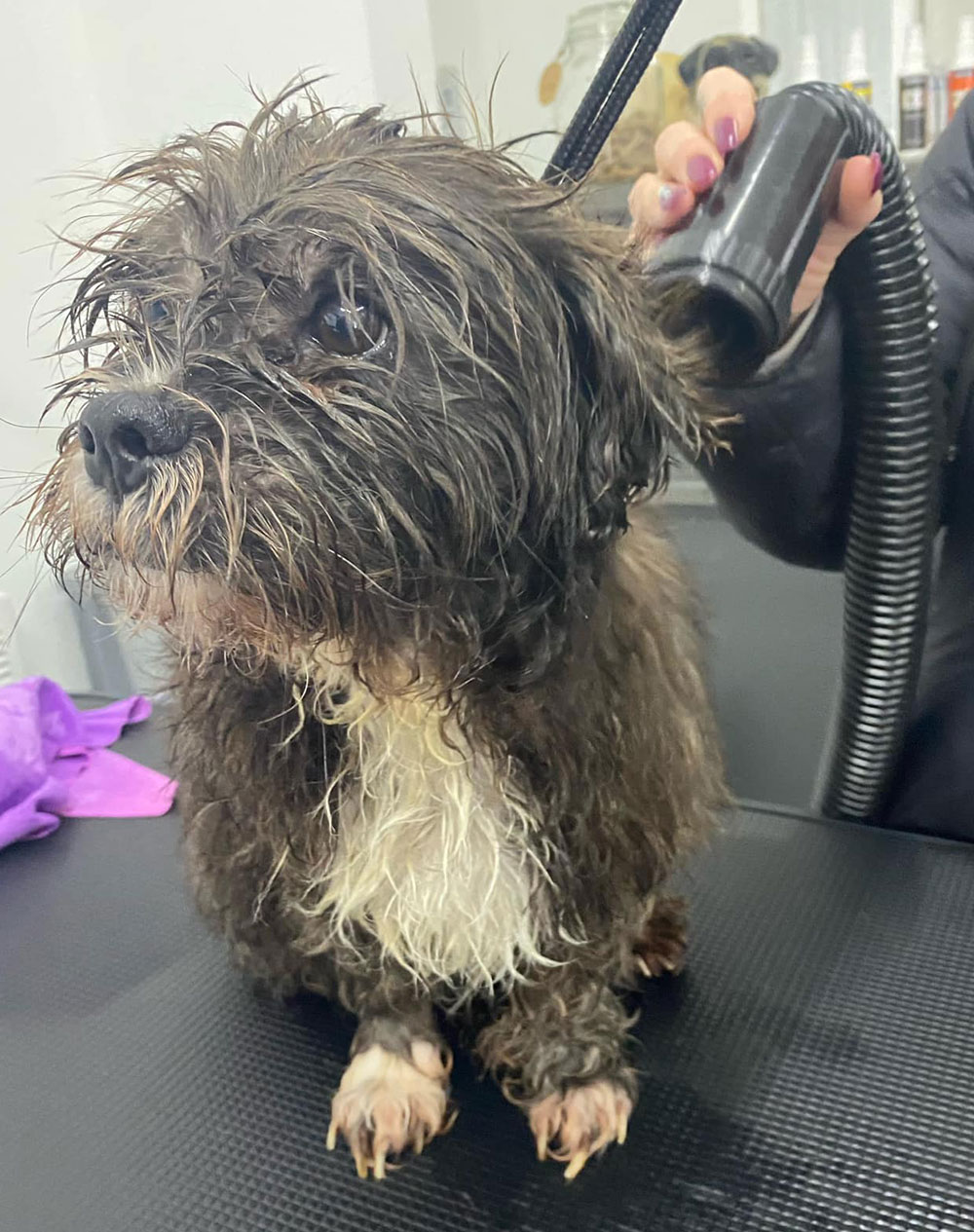 Dog Bath and Blow Dry