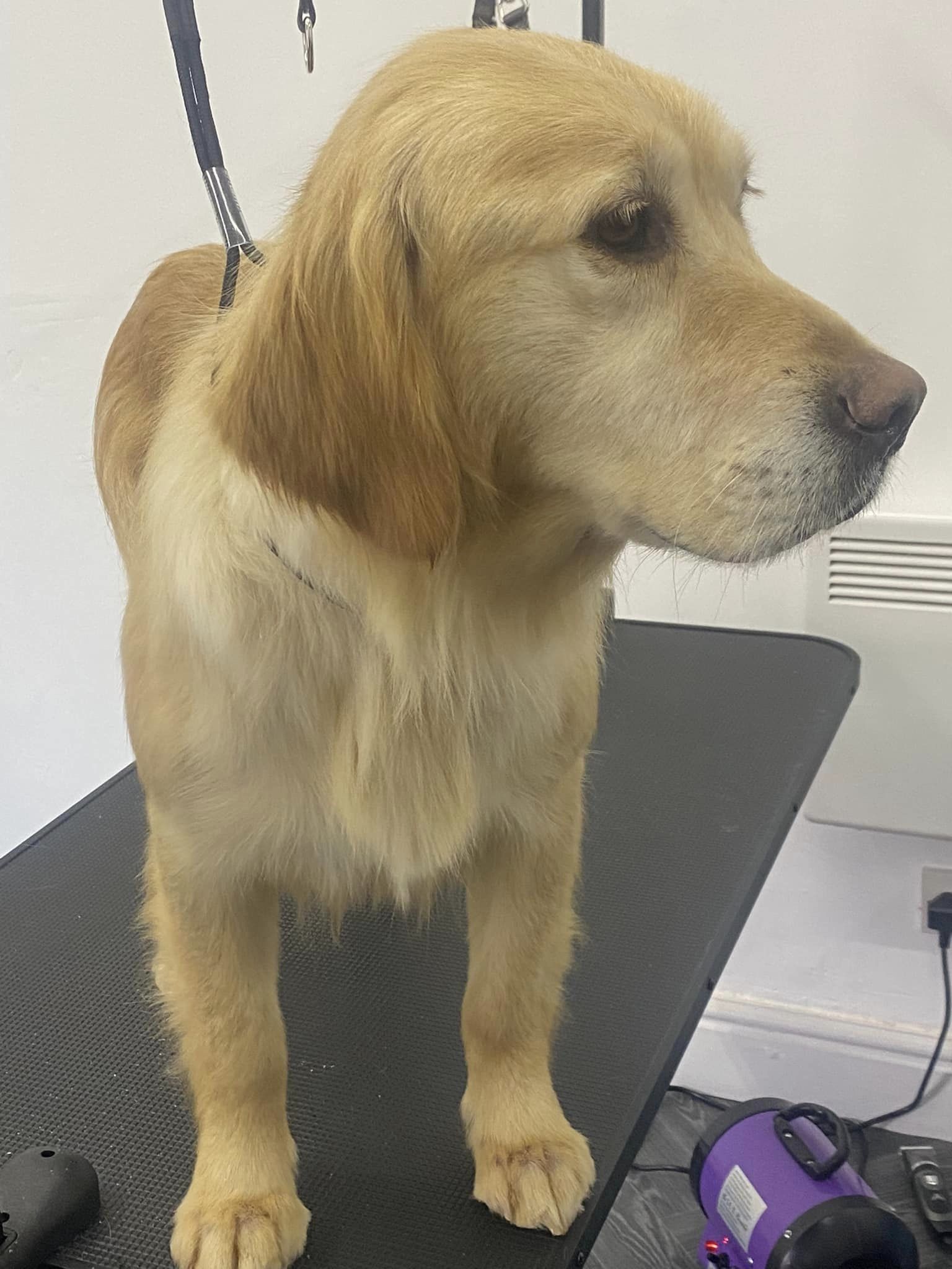 Dog Groomer Fulwood Bathe & Bark Grooming 01772 396584