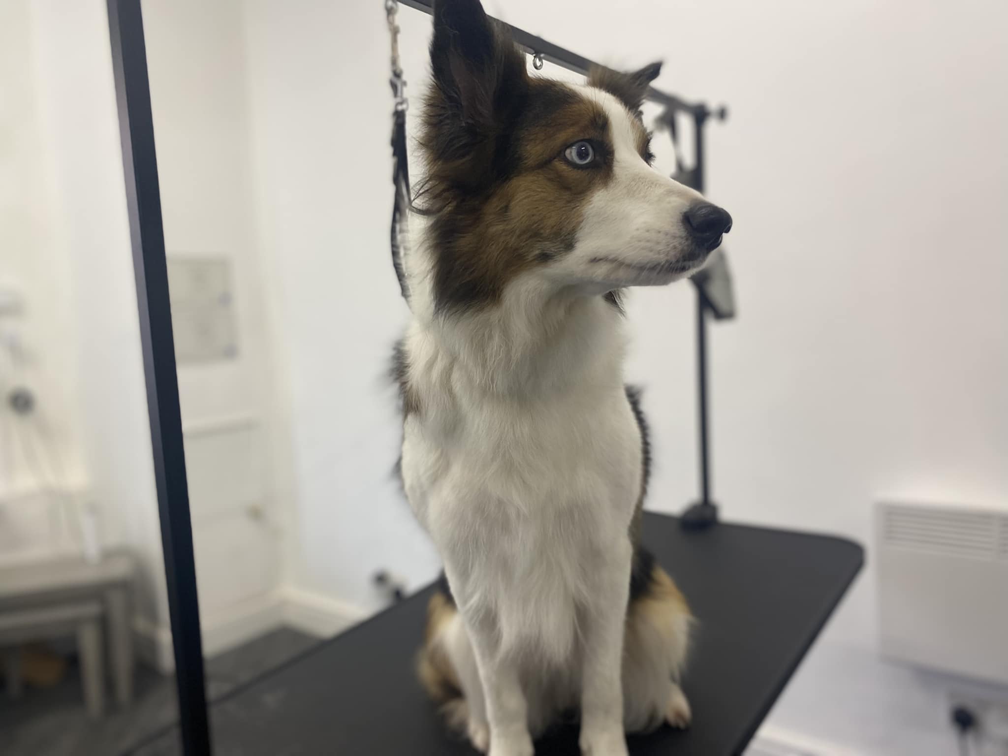 Dog Groomer Plungington Bathe & Bark Grooming 01772396584