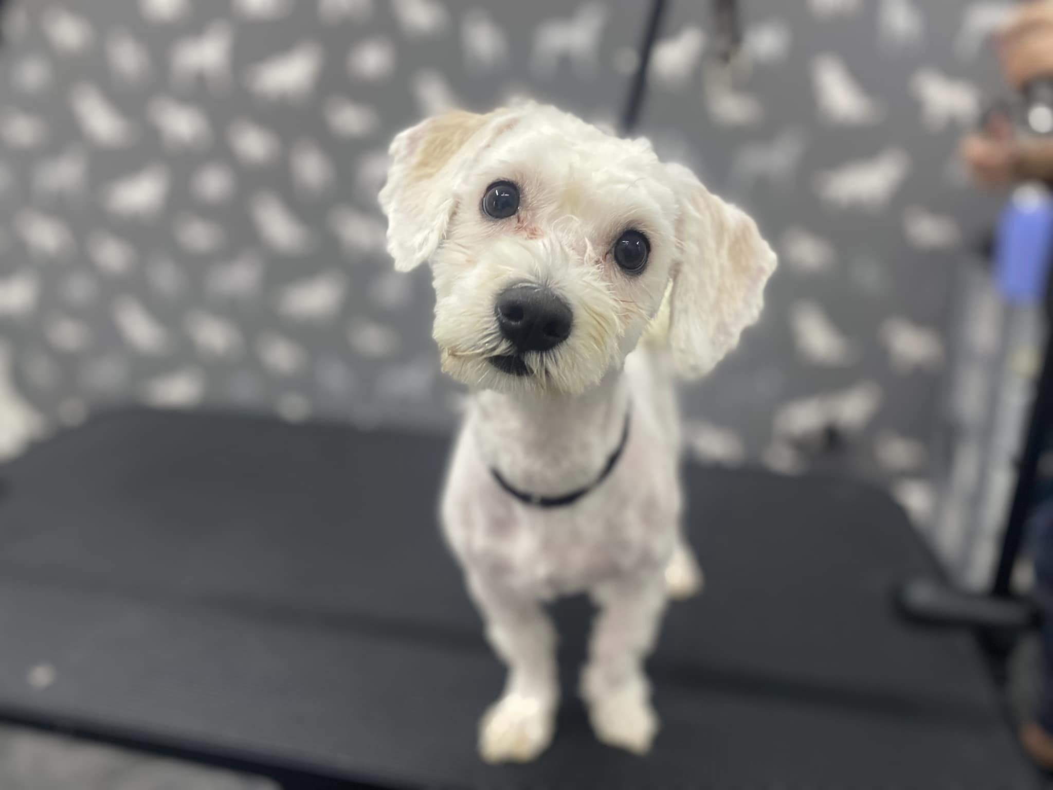 Dog Groomers Lea Bathe & Bark Grooming 01772 396584