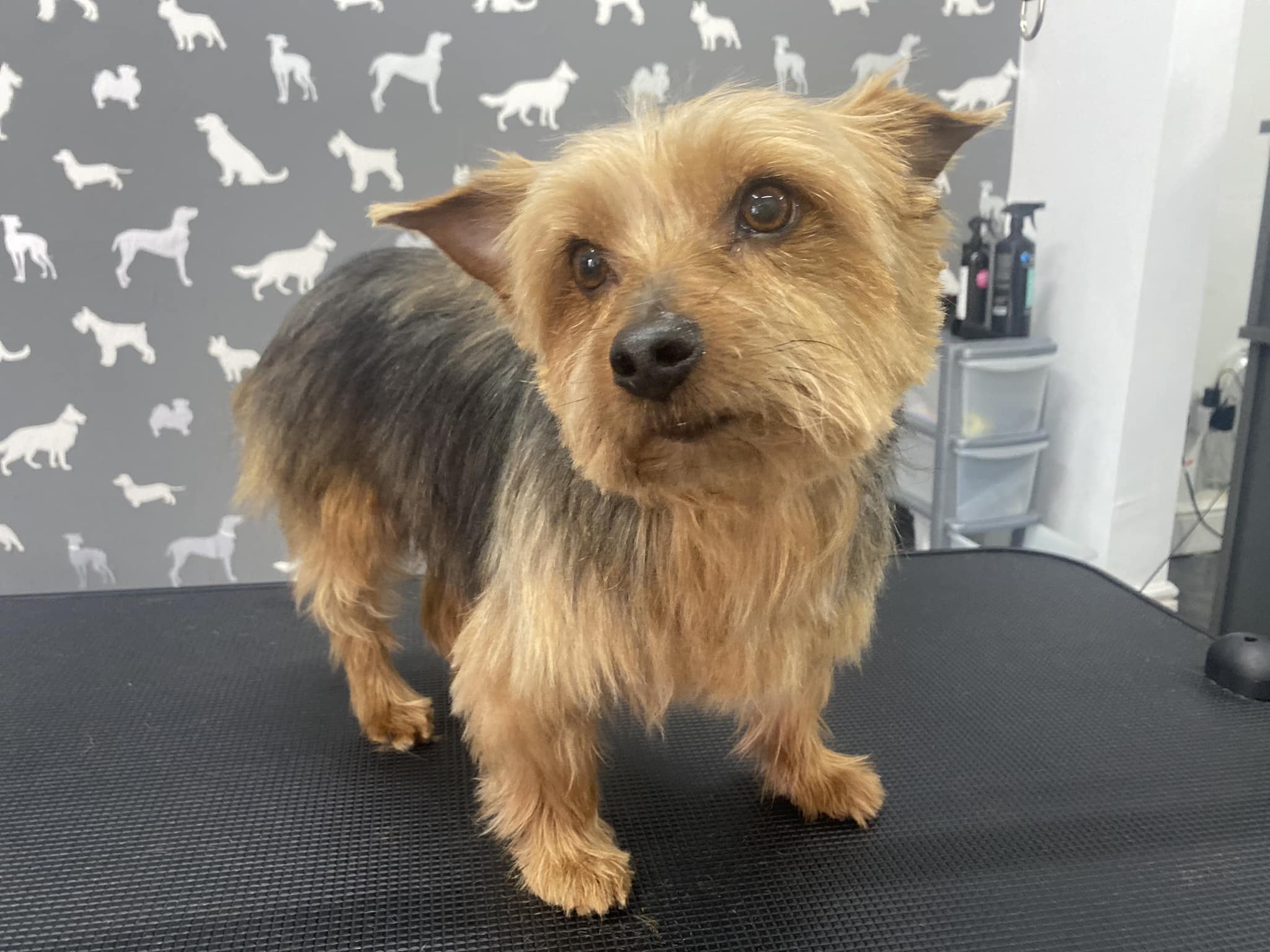 Dog Groomers Plungington Bathe & Bark Grooming Book Now