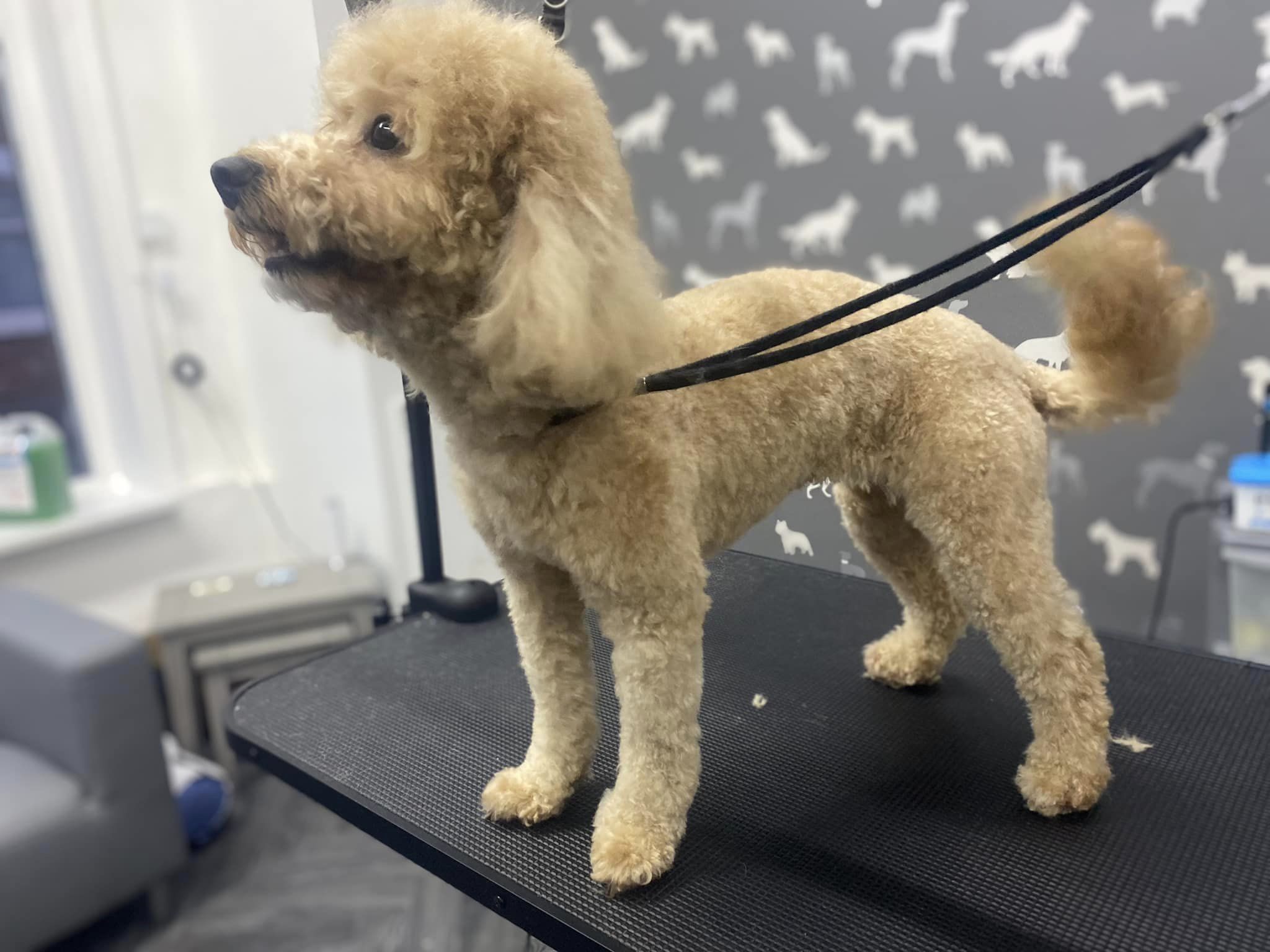 Grooming Services Ashton on Ribble Bathe & Bark Grooming