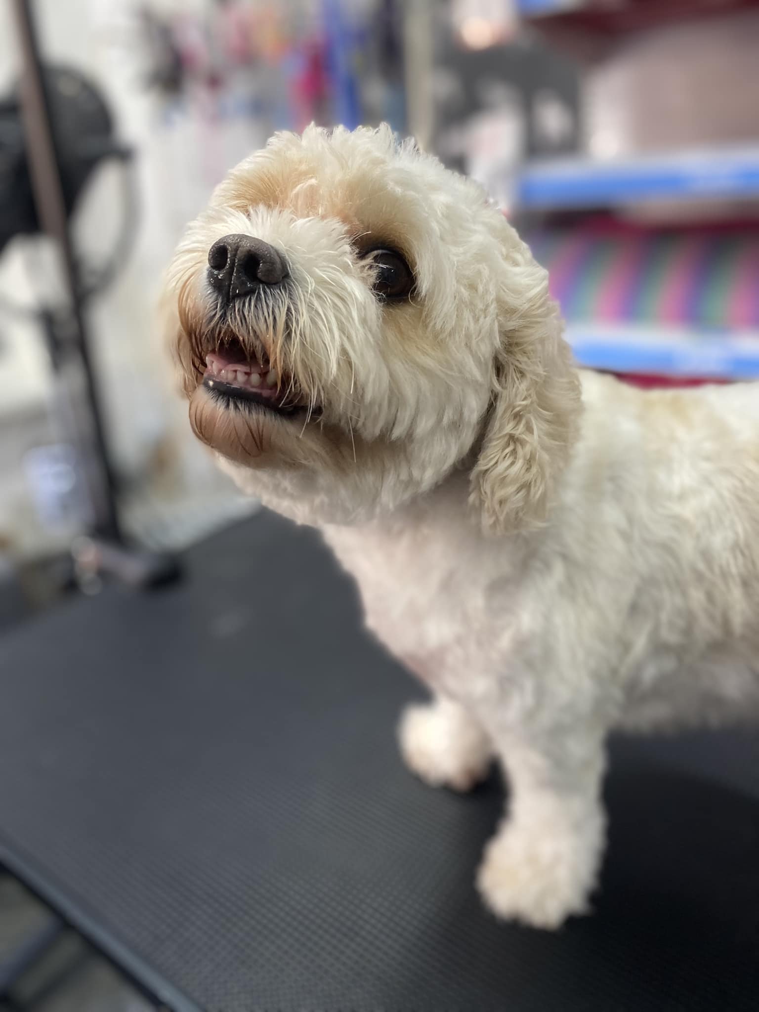 Beautiful view of Dog Grooming Services Near Me