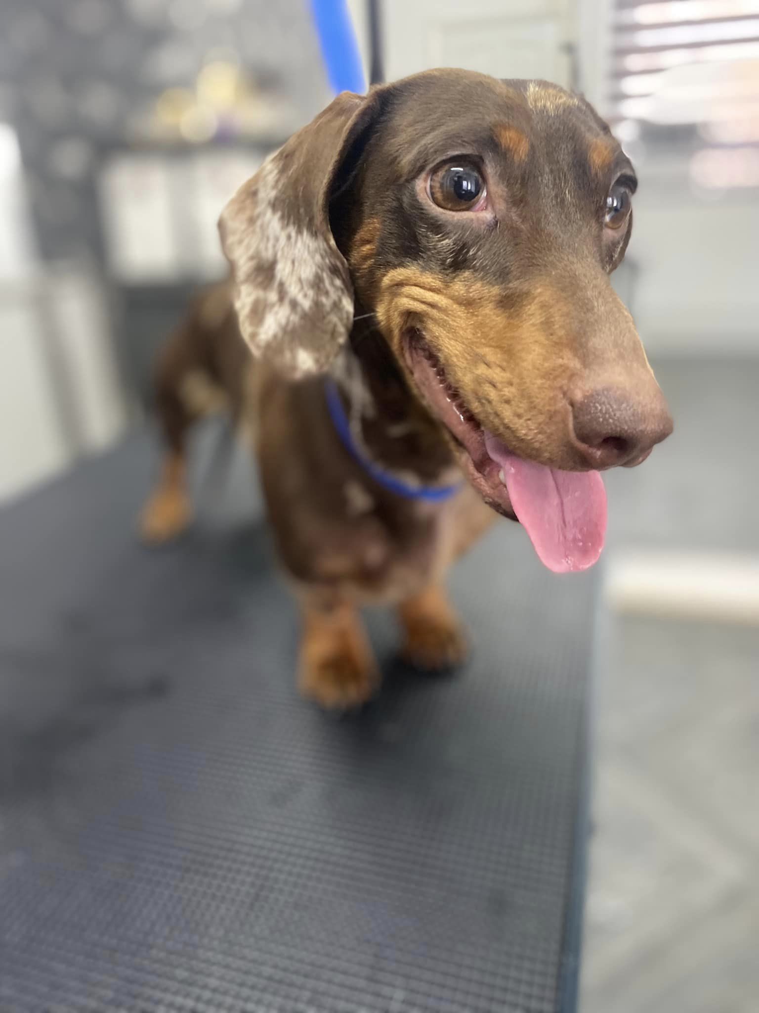 Unbelievable! Petco'S Dog Nail Clipping Prices (Updated 2024) - tnezd7i