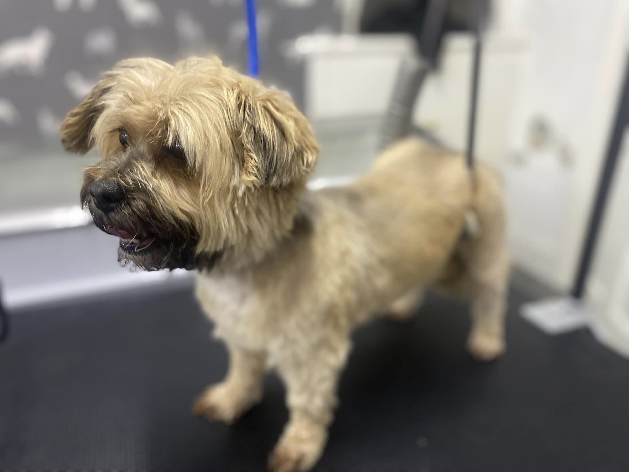 Dog Nail Trimming Service Near Me - b9q1jwg