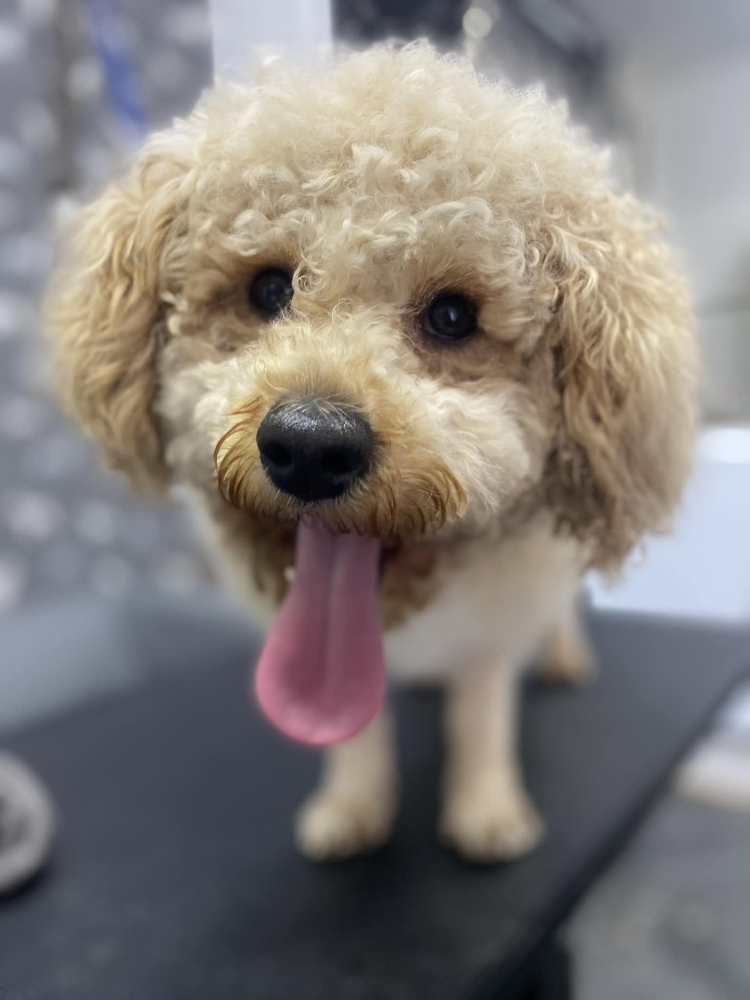 Unbelievable! Petco'S Dog Nail Clipping Prices (Updated 2024) - eebc3dh