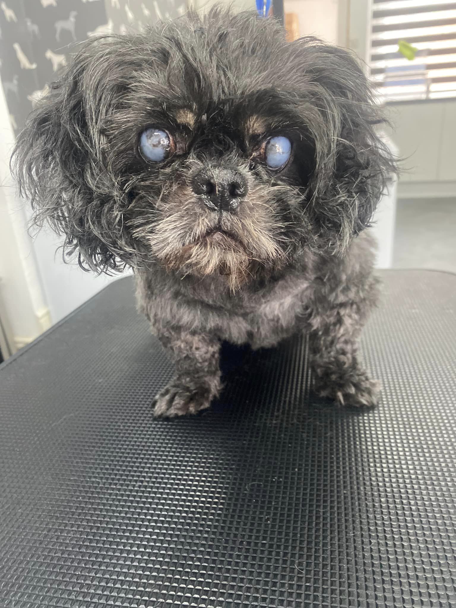 Ribbleton Dog Groomer | Bathe & Bark Grooming | 07598 635921