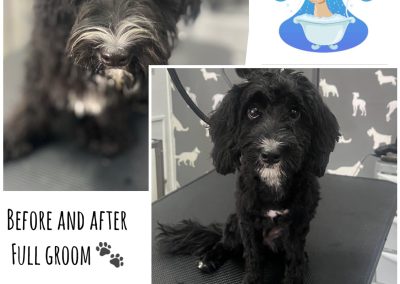 Grooming Services Blackpool