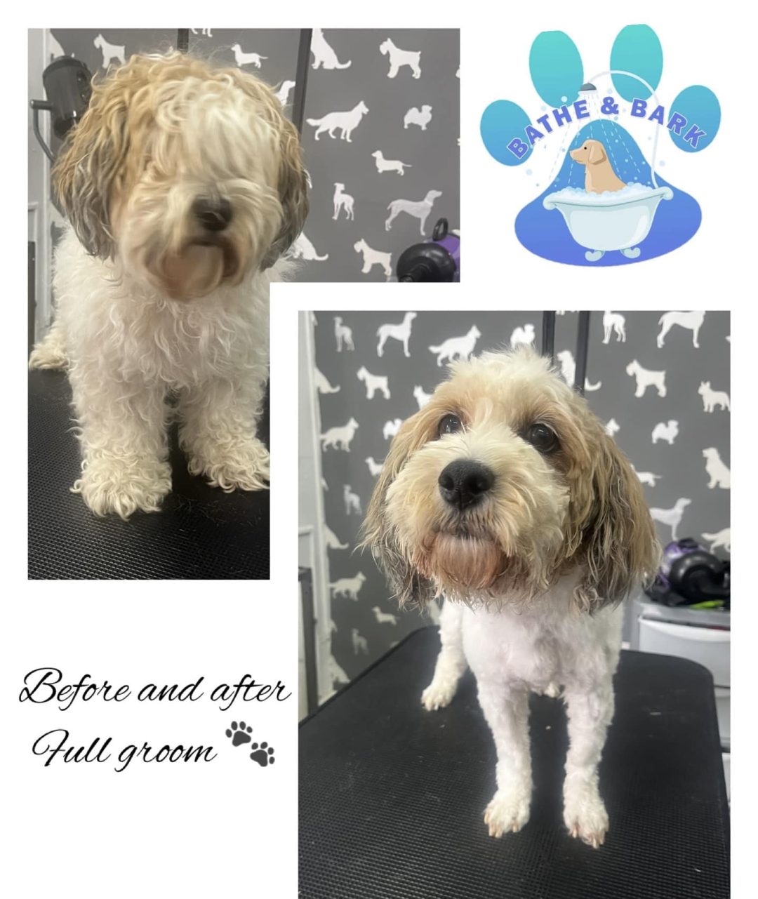 Dog Groomers Garstang