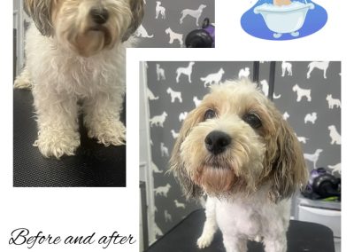 Dog Groomers Garstang