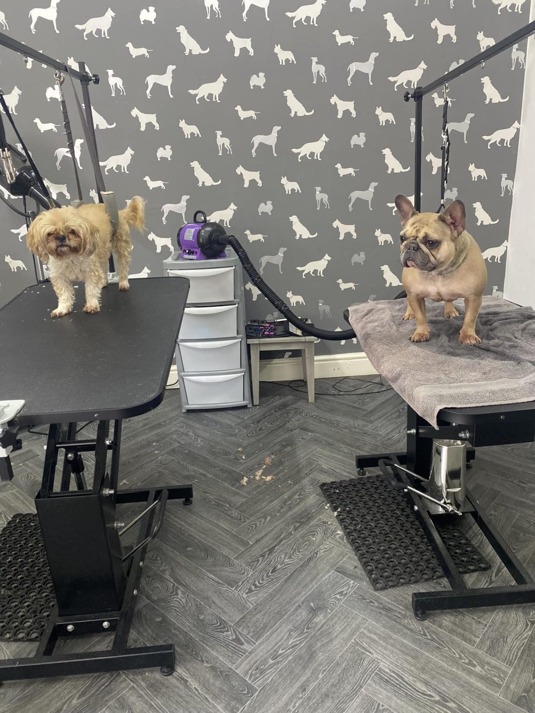 Dog Groomers Freckleton