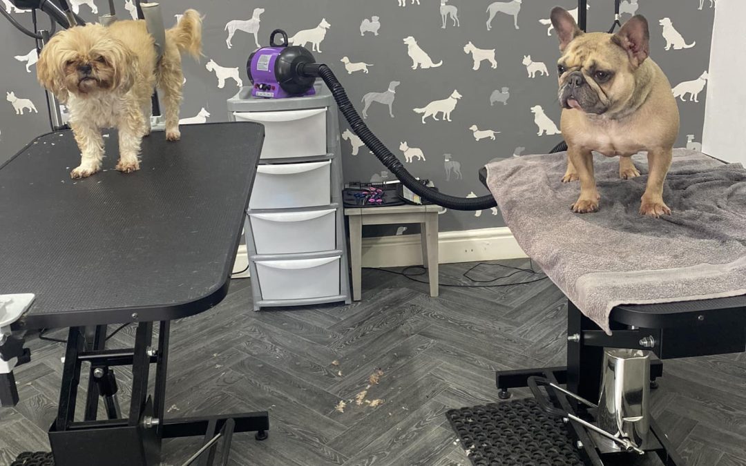 Dog Groomers Freckleton