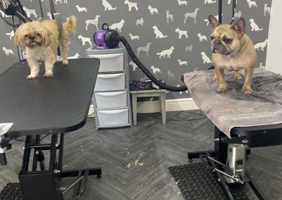 Dog Groomers Freckleton