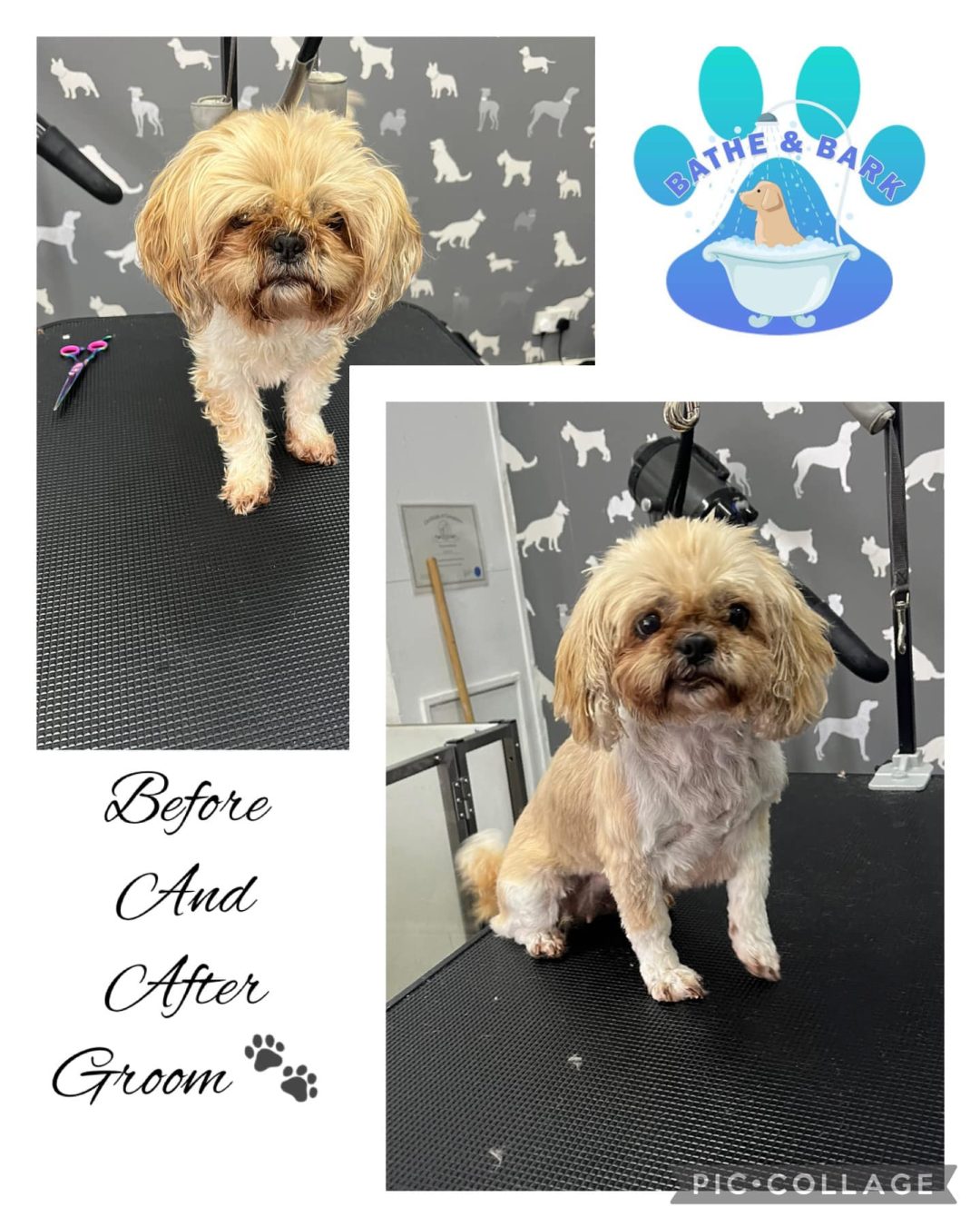 Dog Groomers Lytham