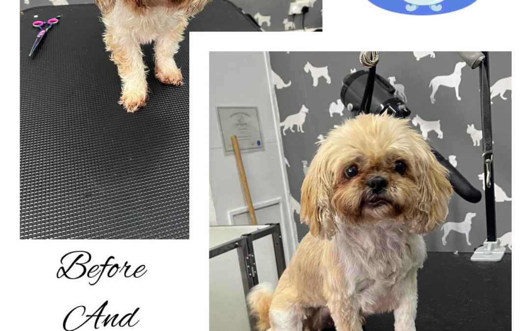 Dog Groomers Lytham