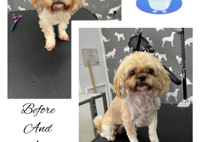 Dog Groomers Lytham