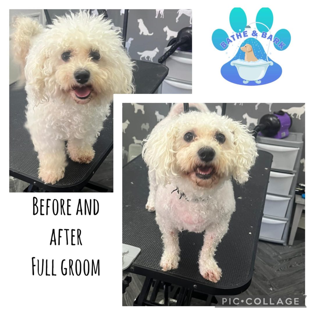 Dog Groomers Darwen