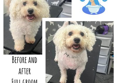 Dog Groomers Darwen