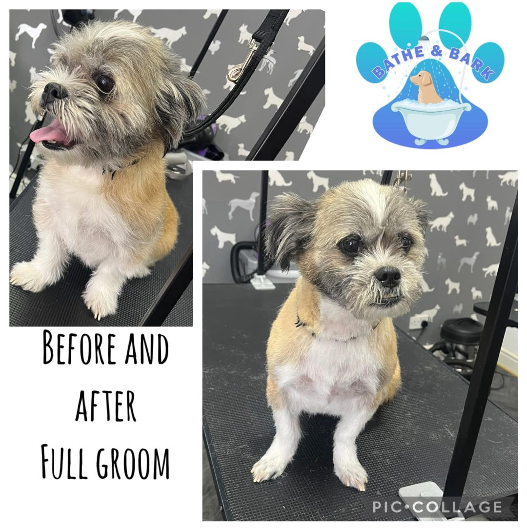 Dog Groomers Blackburn