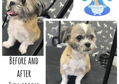 Dog Groomers Blackburn