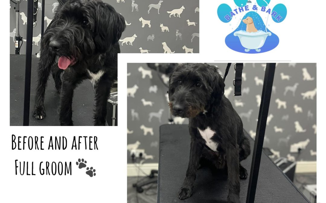 Grooming Services Chorley