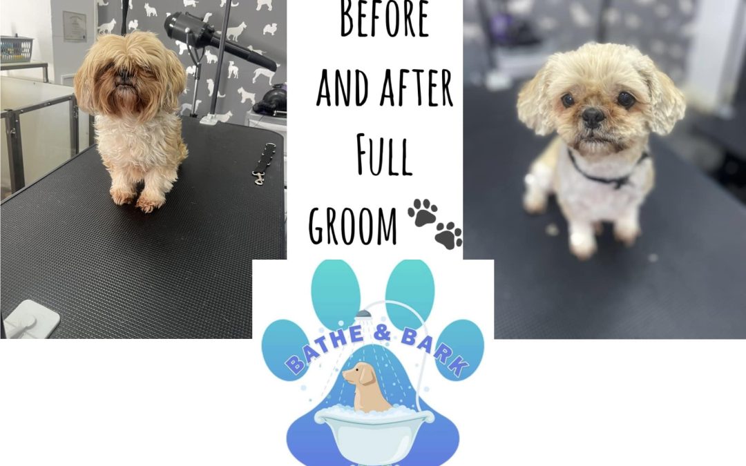 Dog Grooming Blackpool