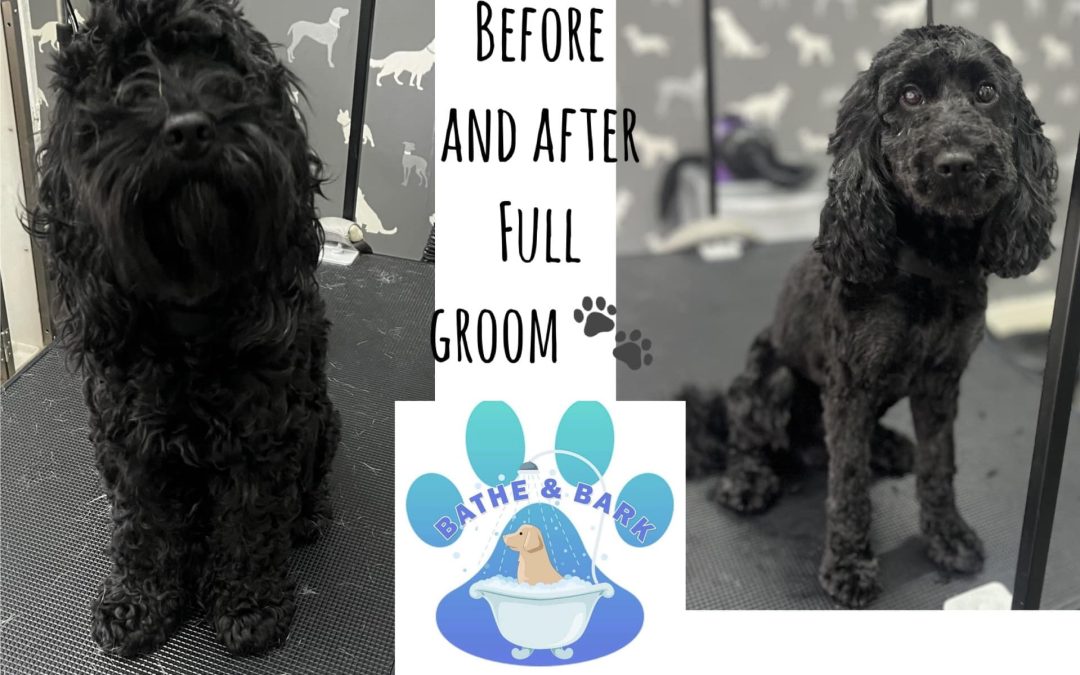 Dog Grooming Freckleton