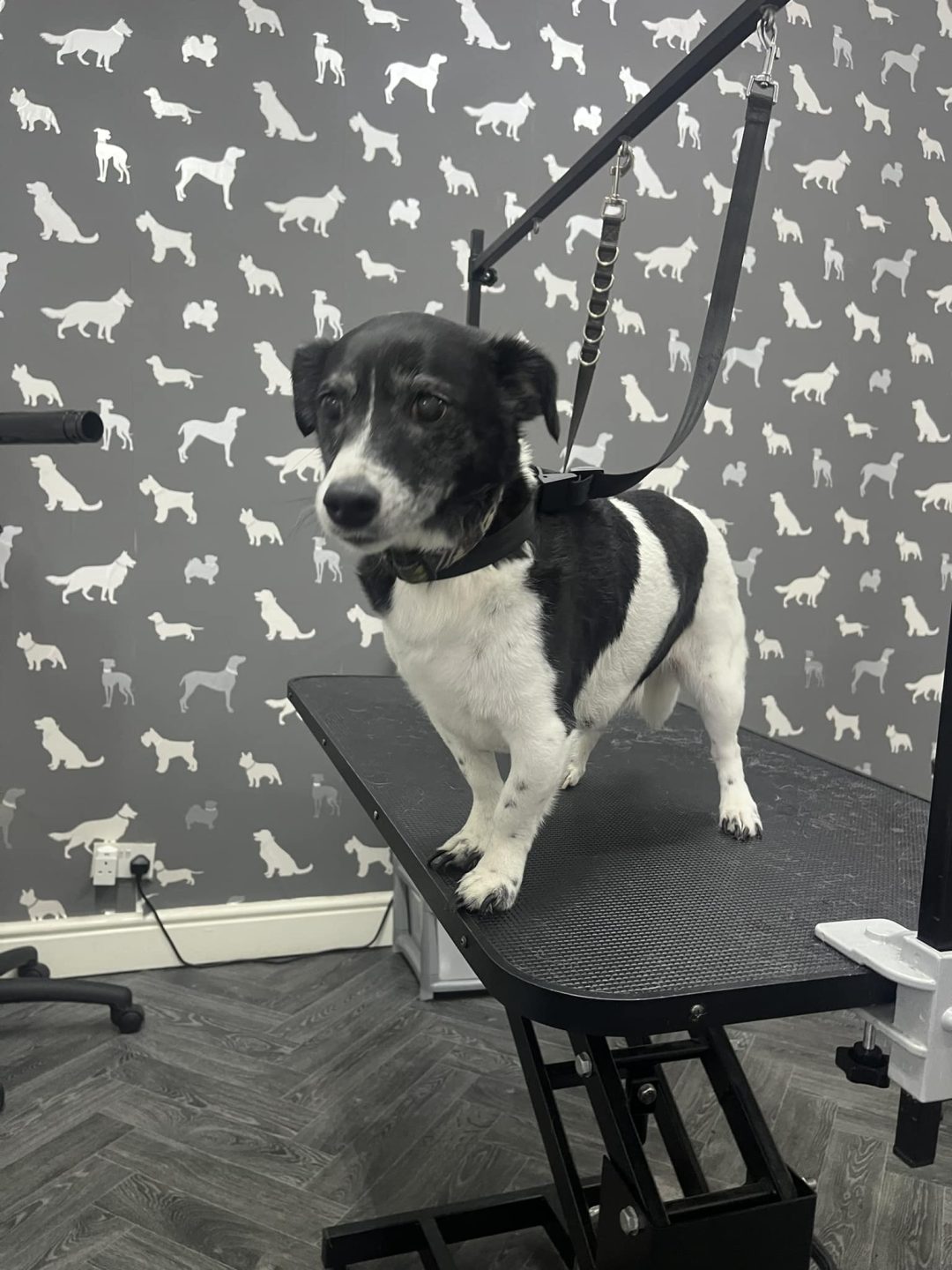 Dog Grooming Euxton