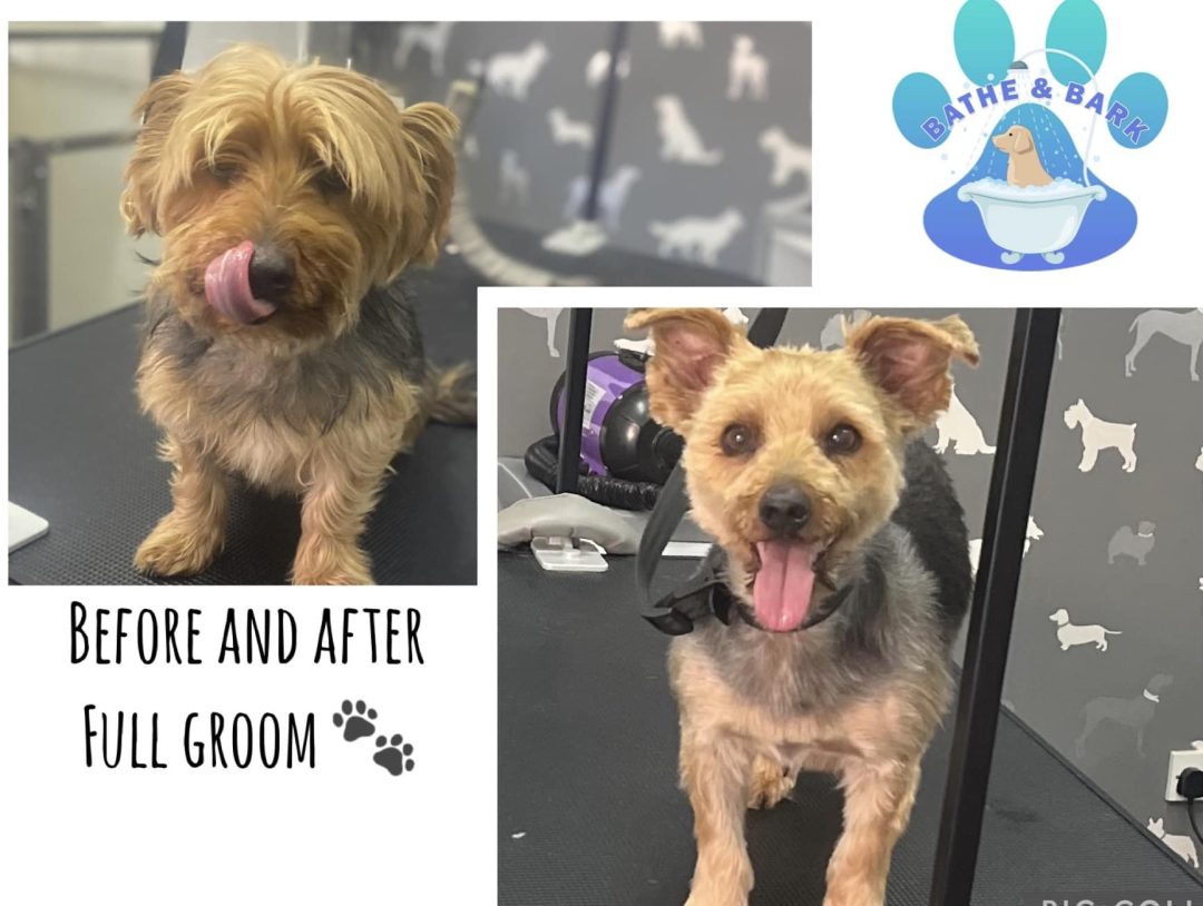 Dog Grooming Darwen