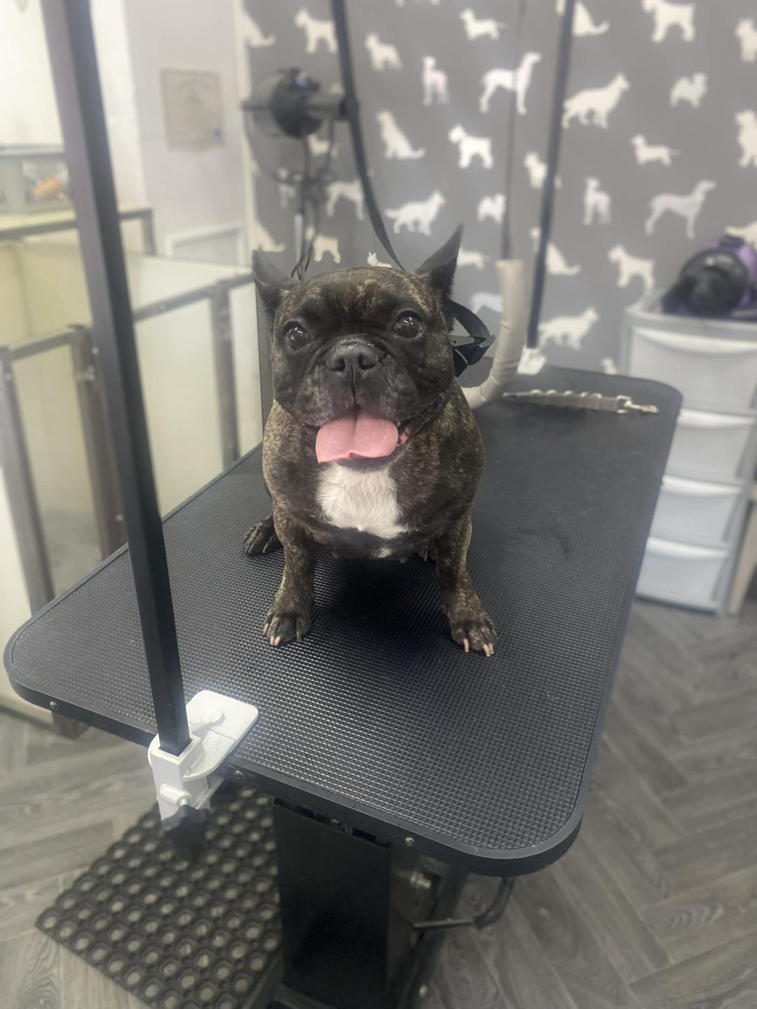 Dog Grooming Blackburn