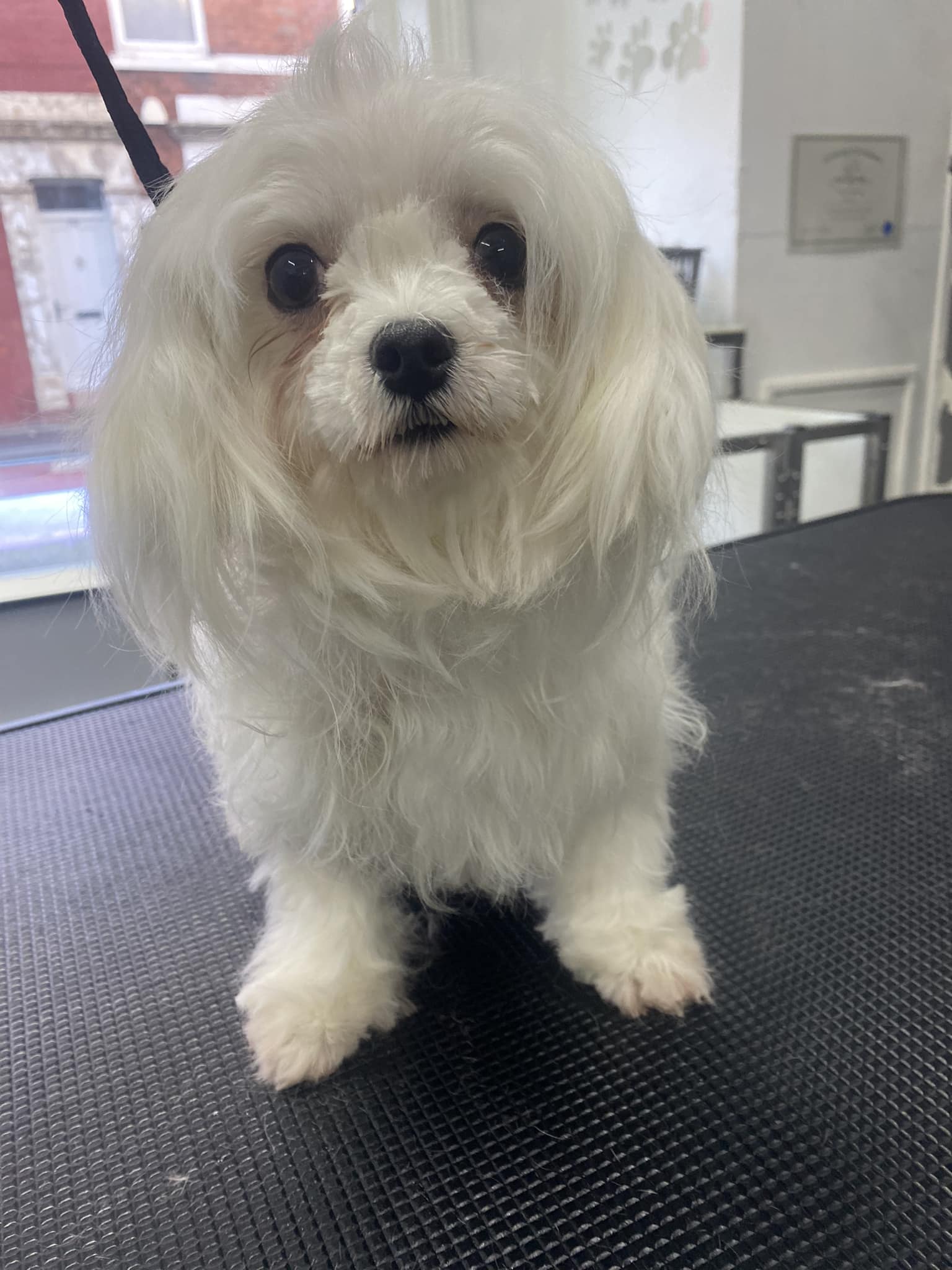 Unbelievable! Petco'S Dog Nail Clipping Prices (Updated 2024) - 92np9o9
