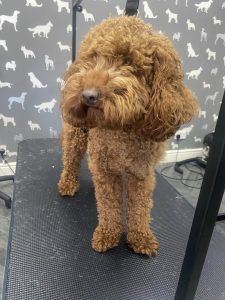 Dog Groomer Morecambe