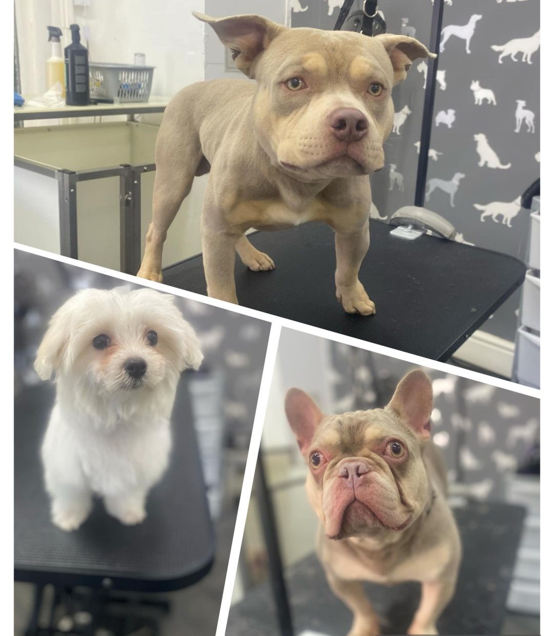 Dog Groomer Lancaster