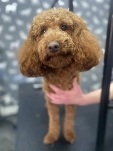 Dog Groomers Morecambe