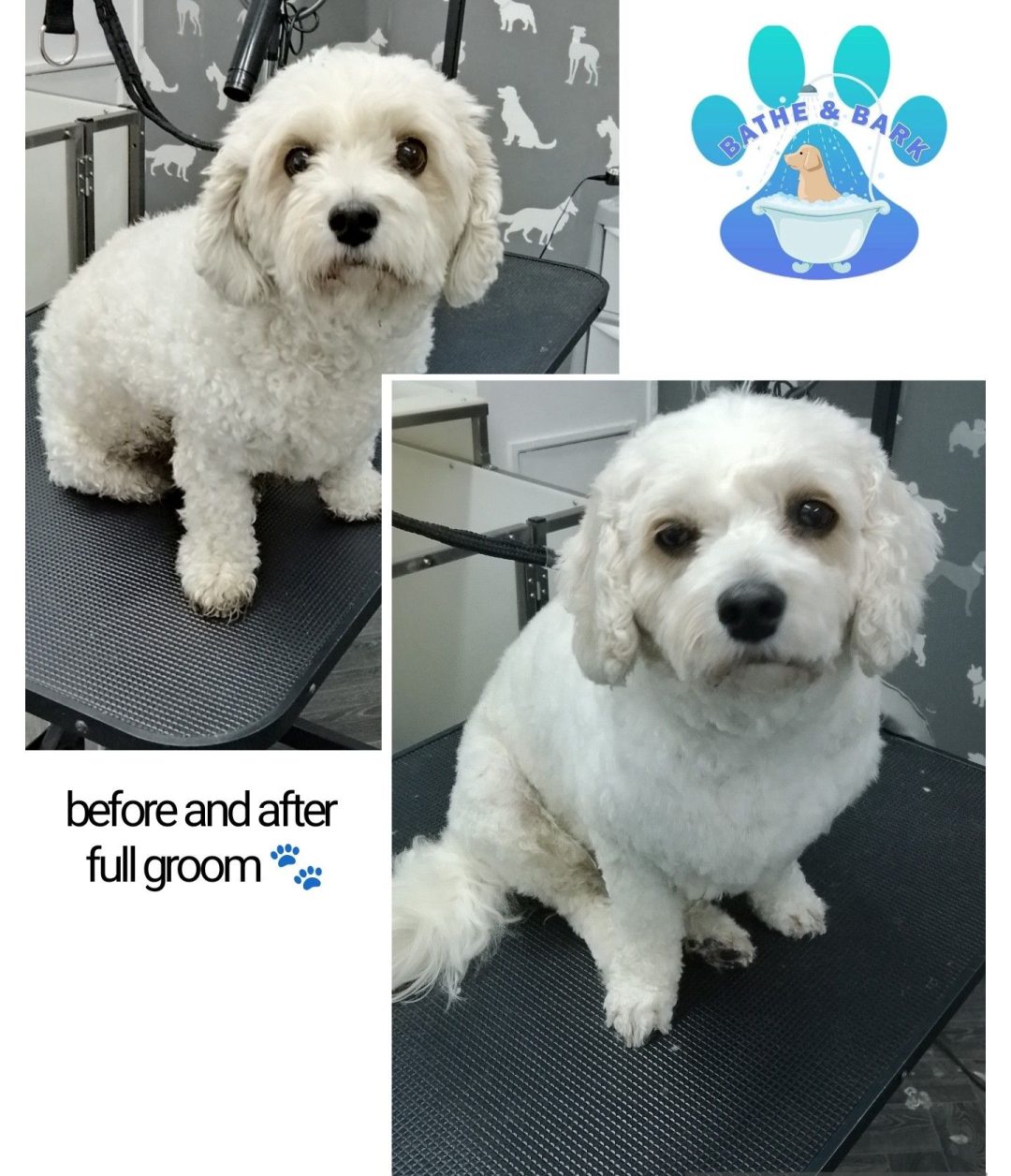 Grooming Services Morecambe