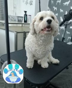 Poulton Dog Groomers