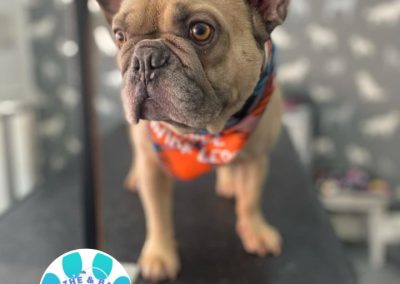 Dog Groomer Scorton