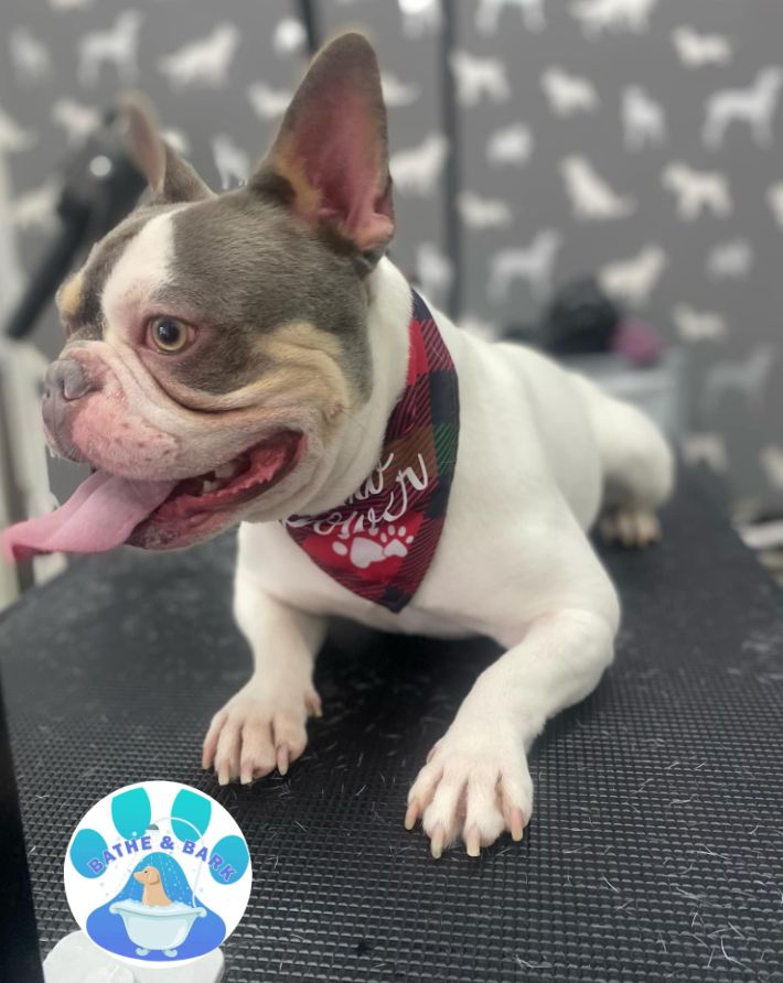 Dog Groom Morecambe