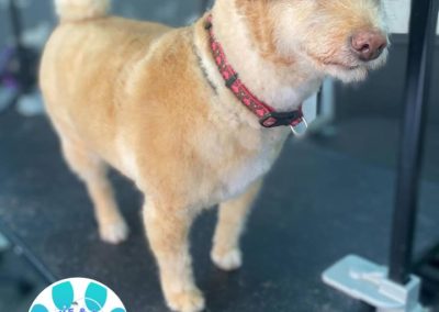 Dog Groomers Scorton