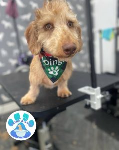 Dog Groom Scorton