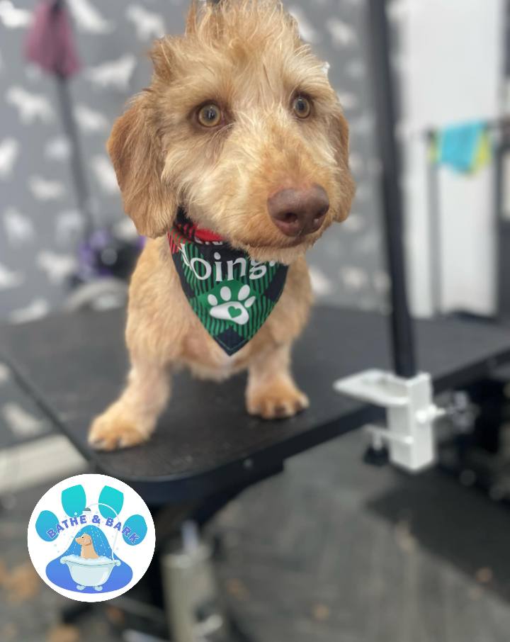 Dog Groom Scorton