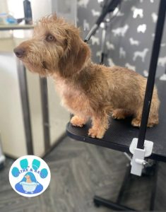 Dog Grooming Scorton