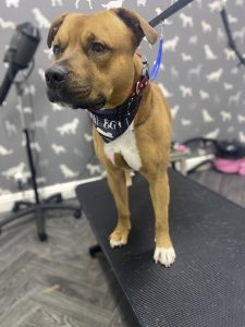 Mobile Dog Groomer Lytham
