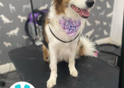 Mobile Dog Groomer Scorton
