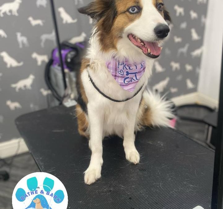 Mobile Dog Groomer Scorton