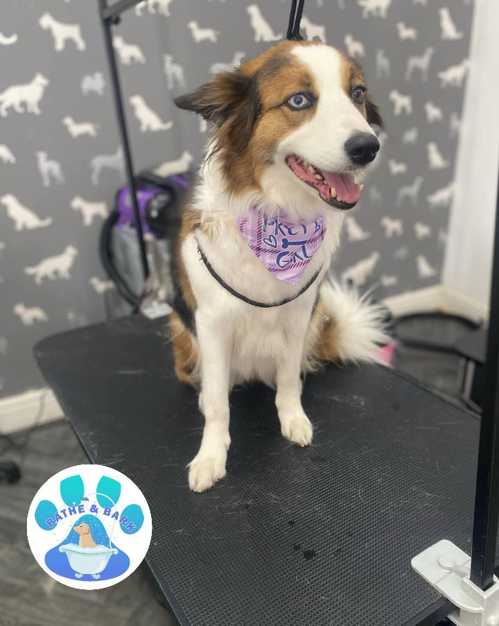 Mobile Dog Groomer Scorton
