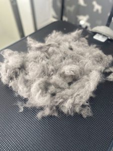 Cat Grooming Preston