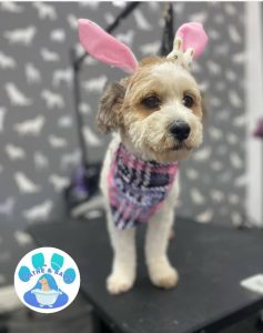 Mobile Dog Groomer Morecambe