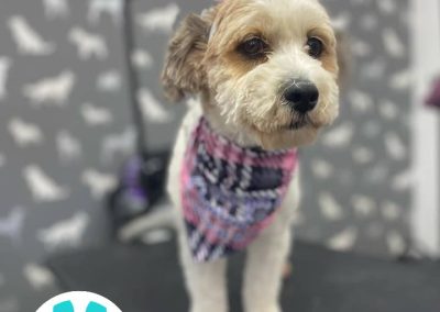 Mobile Dog Groomer Morecambe