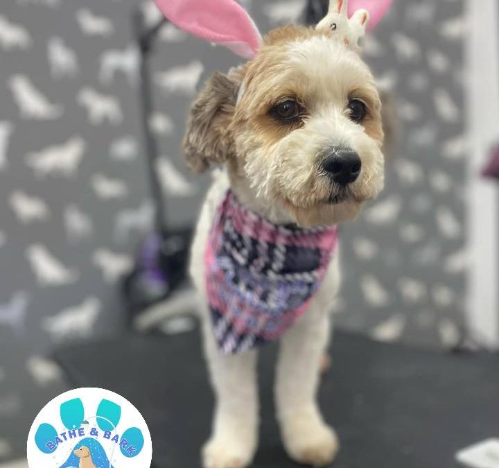 Mobile Dog Groomer Morecambe